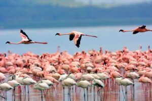 colonia flamencos delta ebro 1