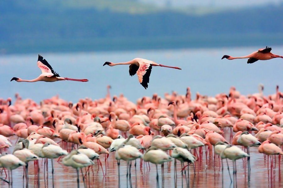 colonia flamencos delta ebro 1